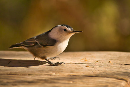 White Breasted Nuthatch sitting on a wooden plank. Birdlife. Sitta carolinensis.の写真素材