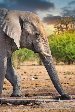 Elephant drinking from a waterhole in a national park in Africa. Safari animal wildlife.の写真素材