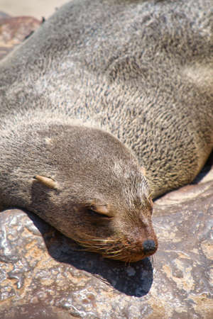 Seal lying, resting and sleeping on a rock. Selective focus. Animal wildlife. Close-up and detail.の写真素材