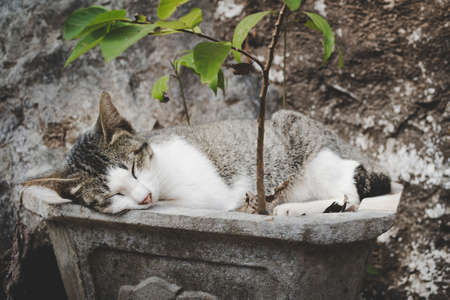 Young cat, not a kitten anymore, sleeping in a planter illustrating peace, rest, relaxation and tranquility. Muted creative edit.の写真素材