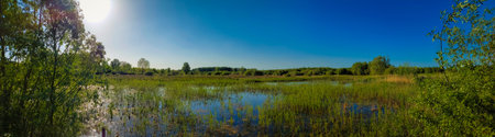Panorama shot of Gentbrugse Meersen landscape with swamp and forest, close to Koningsdonkstraat....