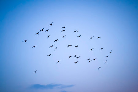 Generic shot of flock of birds in silhouette against blue evening skyの写真素材
