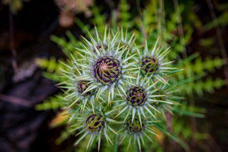 High angle view of flowering balkan ivory thistle with selective focus and blurry background