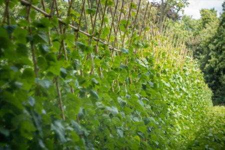 Row of beanstalks growing in the garden. Close-up.