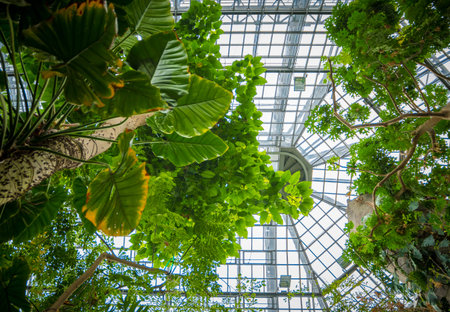 Low angle view of tropical forest in the greenhouse of a botanical garden. Beauty in nature.の写真素材