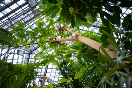 Low angle view of tropical forest in the greenhouse of a botanical garden. Beauty in nature.の写真素材