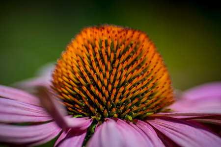 Flower head of a Echinacea purpurea, the eastern purple coneflower or also called hedgehog coneflower. Macro shot.の写真素材