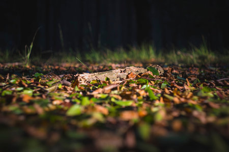 Decay of nature, piece of dead wood lying in the early autumn leaves during golden hour in the...