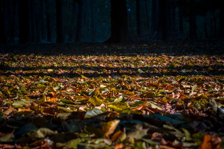 Low angle view of autumn leaves of the forest when the sun sets and casts shadows on the surface. Selective focus.の写真素材