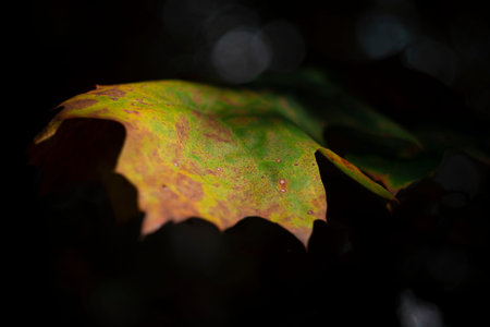 Change of season, autumn reflected in the colors of a leaf.