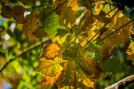 Autumn leaf color with green and yellow leaves on a tree.