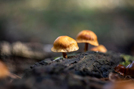 Gymnopilus sapineus, commonly known as scaly rustgill, is a small and widely distributed mushroom...
