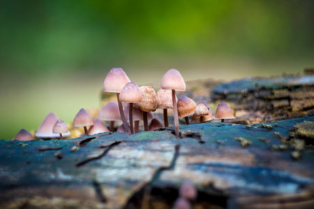 Mycena haematopus, commonly known as the bleeding fairy helmet, the burgundydrop bonnet, or the bleeding Mycena, is a species of fungus in the family Mycenaceaeの写真素材