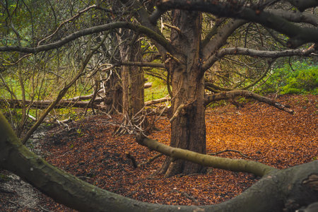 Autumn woodland view at Oude Landen nature park in Ekeren, near Antwerp, Belgiumの写真素材