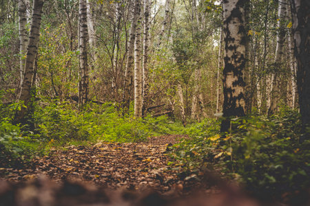 Low angle view of a birch tree forest during autumn. Location: Oude Landen in Ekeren near Antwerp, Belgium.の写真素材