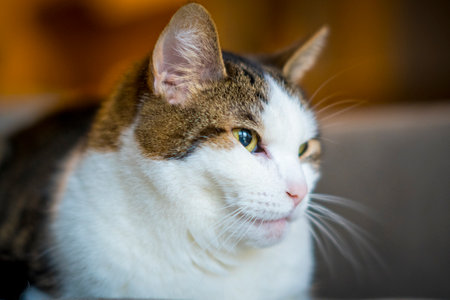 close-up shot of a catの写真素材
