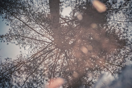 Reflection of a tree in a puddle of water. Experimental and abstract shot that can be used as a backgroundの写真素材