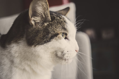 Closeup of a curious house cat fixated on something that's got it's attentionの写真素材