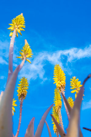 Vertical low angle field shot of yellow Aloe Vera flowers in springtimeの写真素材