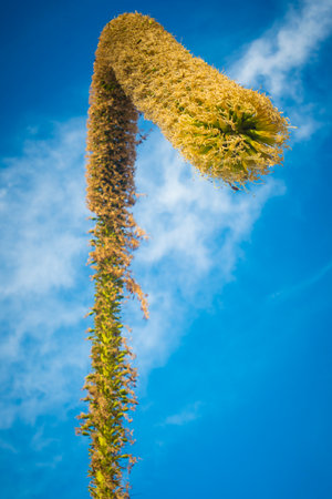 Low angle view on a foxtail agave flower, or latin name Agave attenuata. Also called lion's tale or swan's neck agaveの写真素材