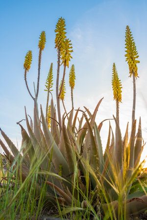 Vertical low angle field shot of yellow Aloe Vera flowers in springtimeの写真素材