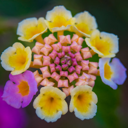 Vivid and colorful close-up of a lantana camara ornamental flower in the garden.の写真素材