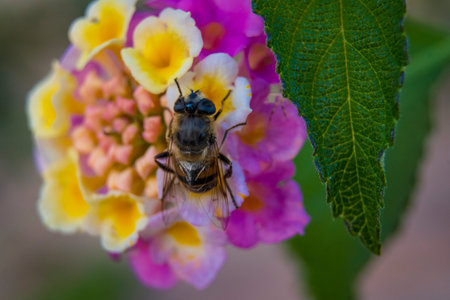 Bee eating nectar on a vivid and colorful close-up of a lantana camara ornamental flower in the garden.の写真素材