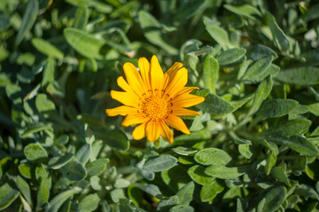 Directly above shot of yellow Gazania linearis or commonly named Striped Treasure flowerの写真素材