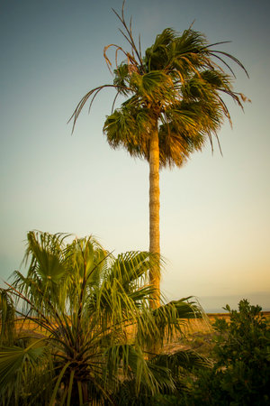 Vertical shot of a palm tree waving in the wind during sunset. Concept of holiday in a tropical paradise.の写真素材