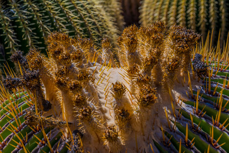 Close-up and macro shot of the Inflorescence of a Echinocactus platyacanthus or Giant Barrel cactus, also called golden barrel cactus, giant viznaga, or biznaga de dulceの写真素材