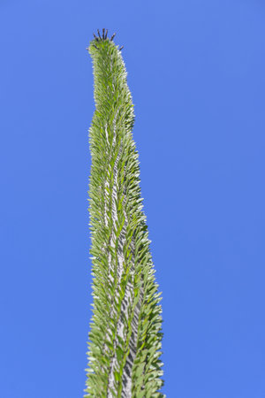 View on a large stem of a Alluaudia procera, or Madagascar ocotillo, is a deciduous succulent plant species of the family Didiereaceaeの写真素材
