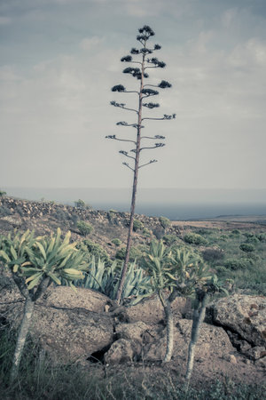 Vertical iew of the volcanic landscape of Lanzarote, with a tall Agave stem in the foreground during springtimeの写真素材