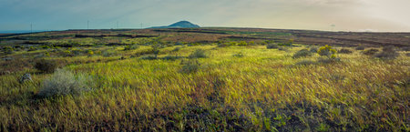 Golden hour panorama of Lanzarote landscape during springtimeの写真素材