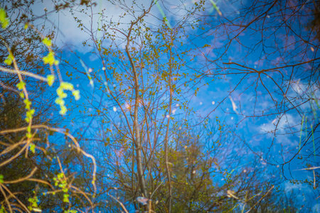 Reflection of an awakening forest during springtime on water. Dreamy and experimental, creative shot with soft focusの写真素材