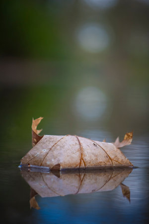 Vertical closeup shot of Autumn leaf in quiet water with reflections and blurry background. Beauty in nature.の写真素材