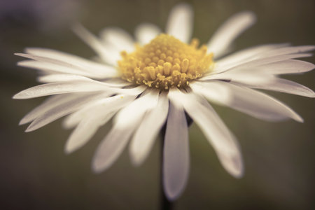 Cinematic Daisy flower, Bellis perennis, macro shotの写真素材
