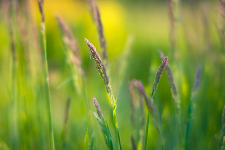 Dreamy and soft, selective focus closeup shot of grass and seedsの写真素材