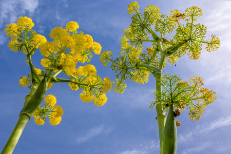 Low angle shot of flowering Ferula communis, the giant fennel, against blue sky.の写真素材
