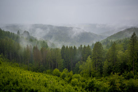 View on the rainy and foggy Ardennes forest in Wallonia, in the neighbourhood of Bouillon, province...