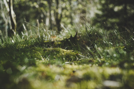 Low angle shot of moss field and grass surface in the forest. Muted green colors.の写真素材