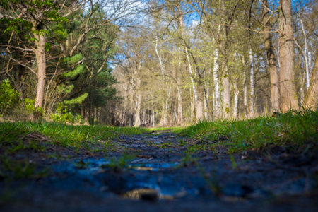 Low angle view of muddy footpath in the forest of Mastenbos in Kapellen, Belgiumの写真素材