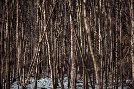 Abstract nature shot of thick forest with thin birch trees during winter
