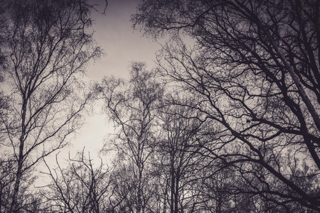 Monochrome scene of bare tree branches against a light sky