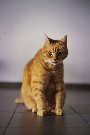 Ginger or orange domesticated cat looking in the cameraの写真素材