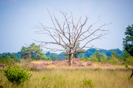 Dead tree in heather landscape on Kalmthoutse Heide in Belgiumの写真素材