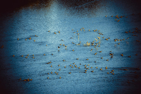 Large group of ducks swimming on a lake during twilight