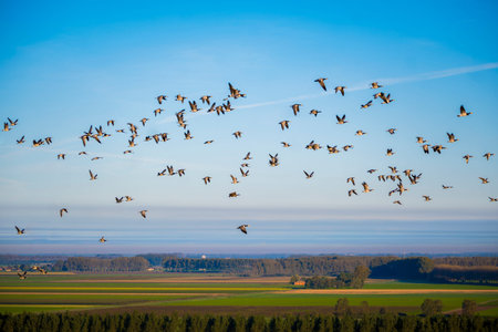 flock of geese in flight against a clear blue sky in the morning over Waasland nature in East...