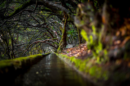 Low angle view on levada on the PR6 25 fontes hike on Madeira Island, Portugalの写真素材