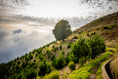 Landscape on Levada walk in Madeira, close to Posto Florestal da Cova Grande, and levada Do Paulの写真素材