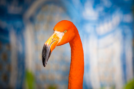 American Flamingo, Phoenicopterus ruber, in closeup with blurry background and selective focusの写真素材
